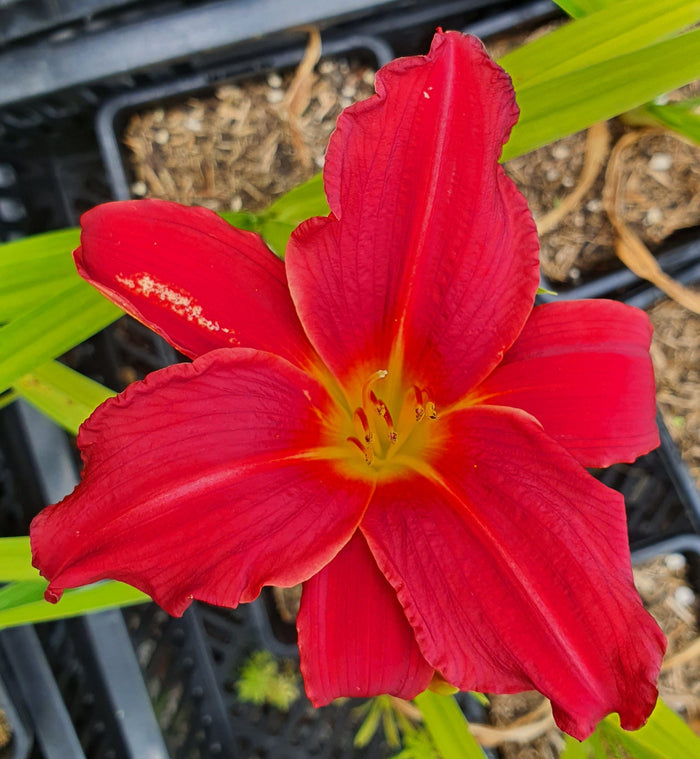 Hemerocallis 'Scotland'