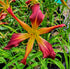 Hemerocallis 'Roger Grounds'
