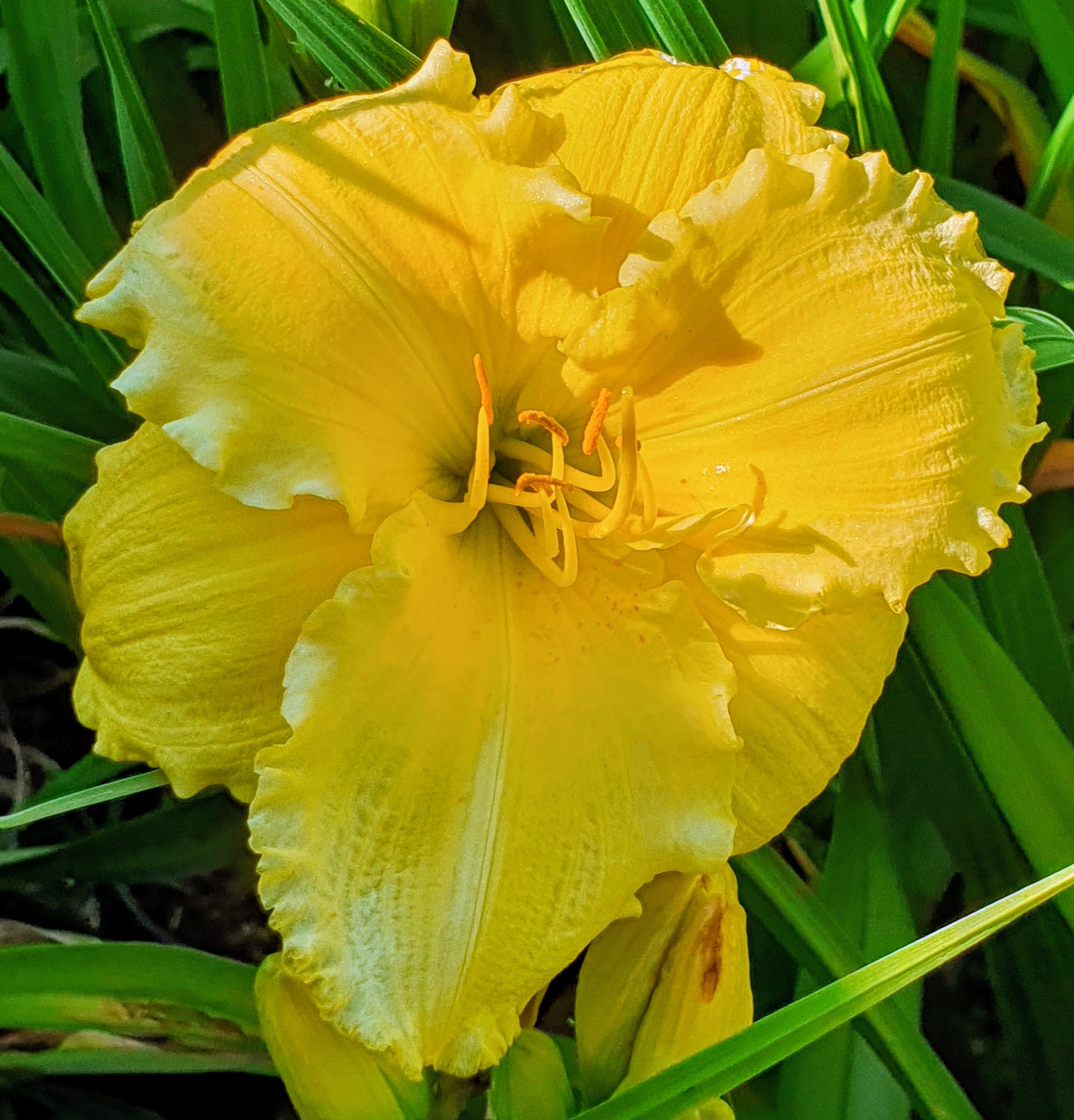 Hemerocallis 'Beauty to Behold'