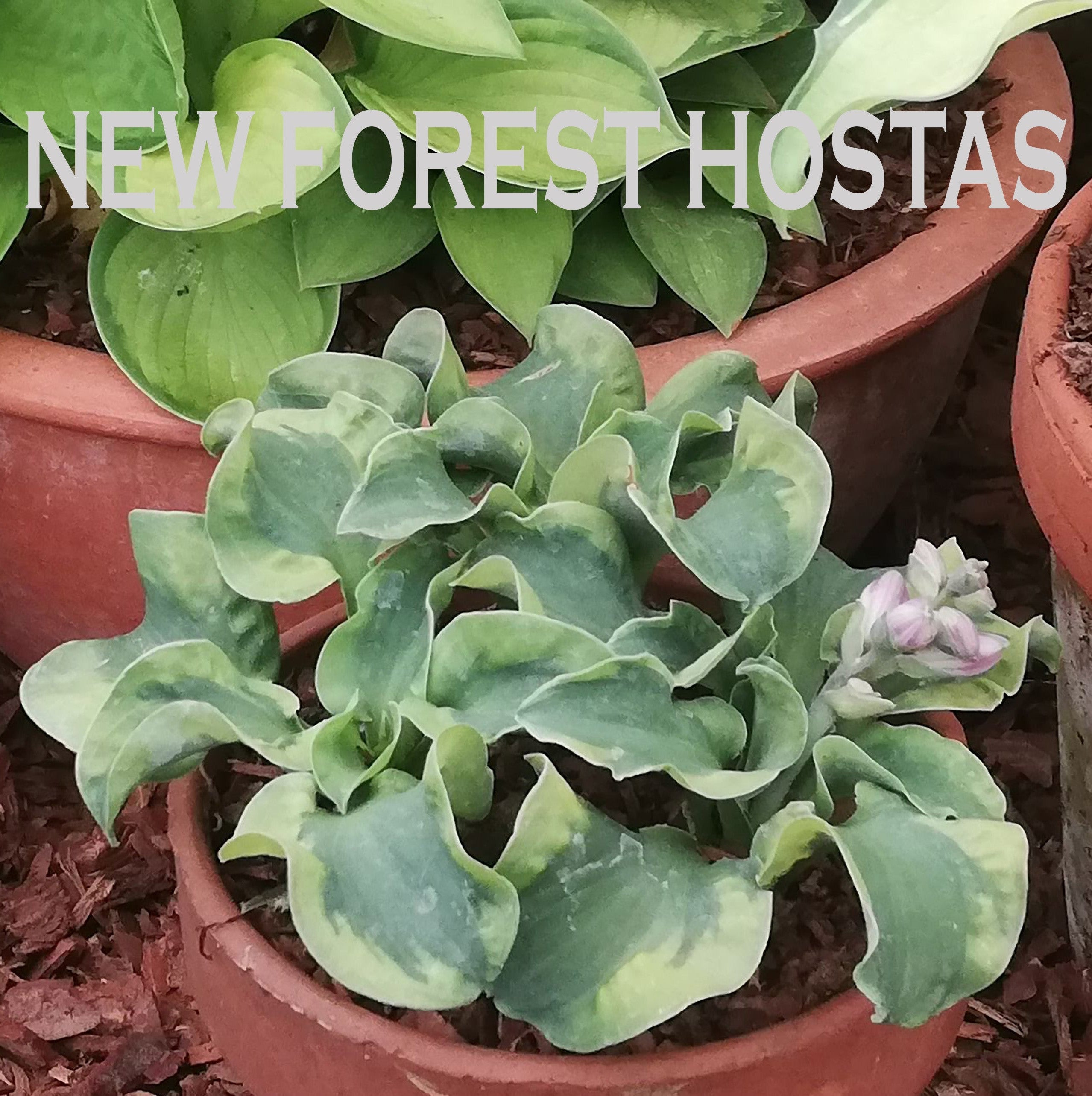 Hosta 'Church Mouse'
