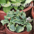Hosta 'Church Mouse'