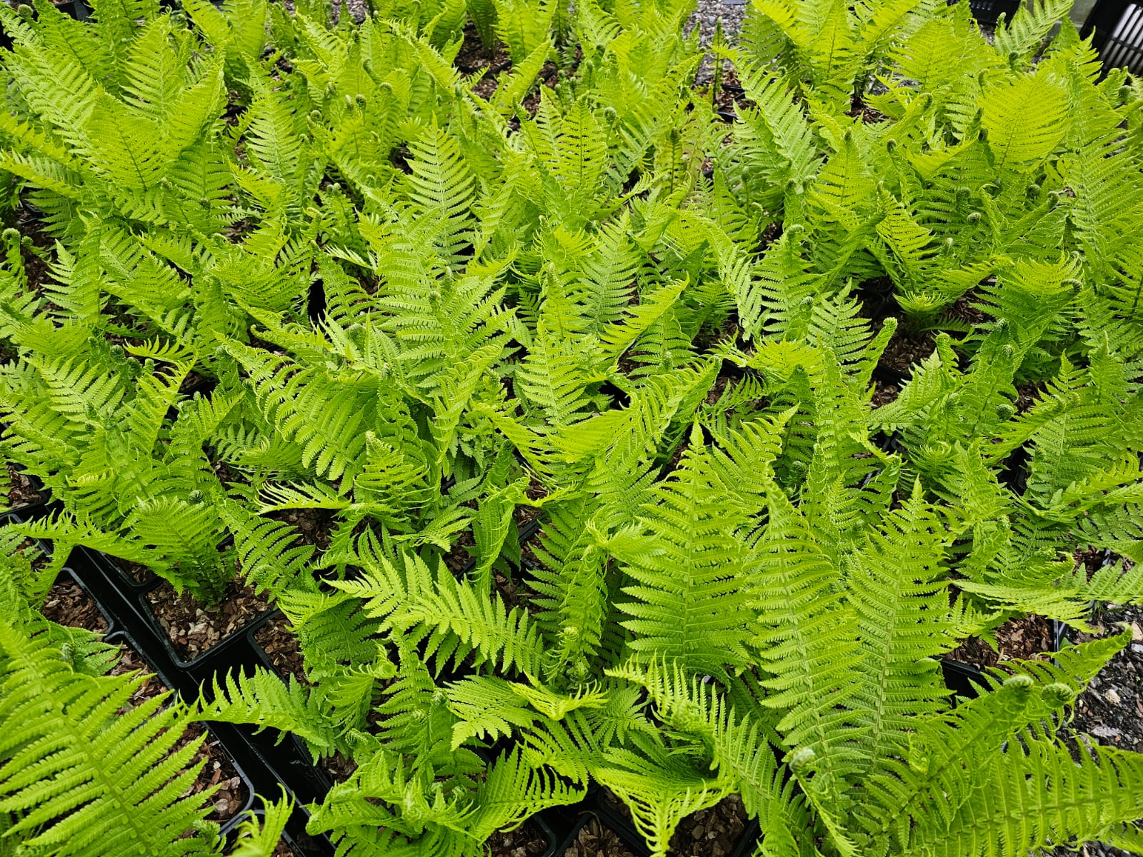Matteuccia struthiopteris  1.5-2 ltr