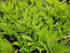 Matteuccia struthiopteris  1.5-2 ltr