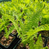 Matteuccia struthiopteris  1.5-2 ltr