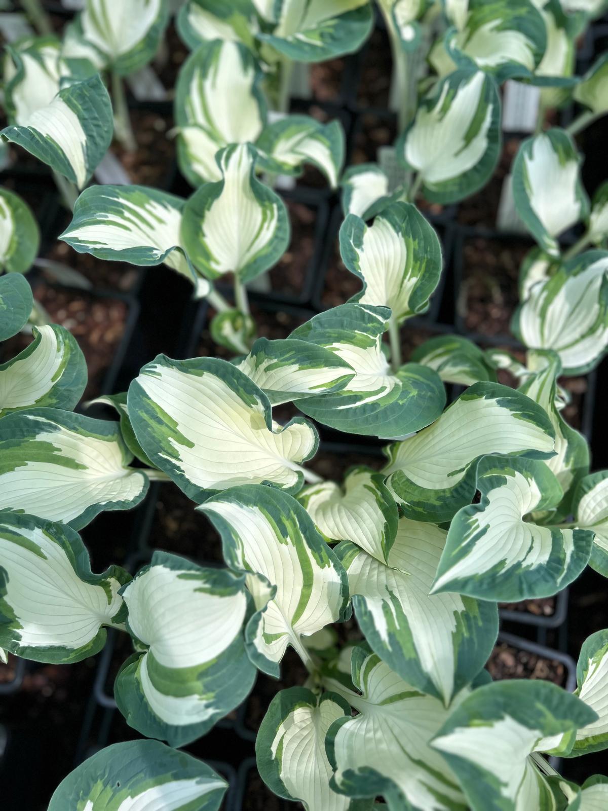 Hosta 'Hans'