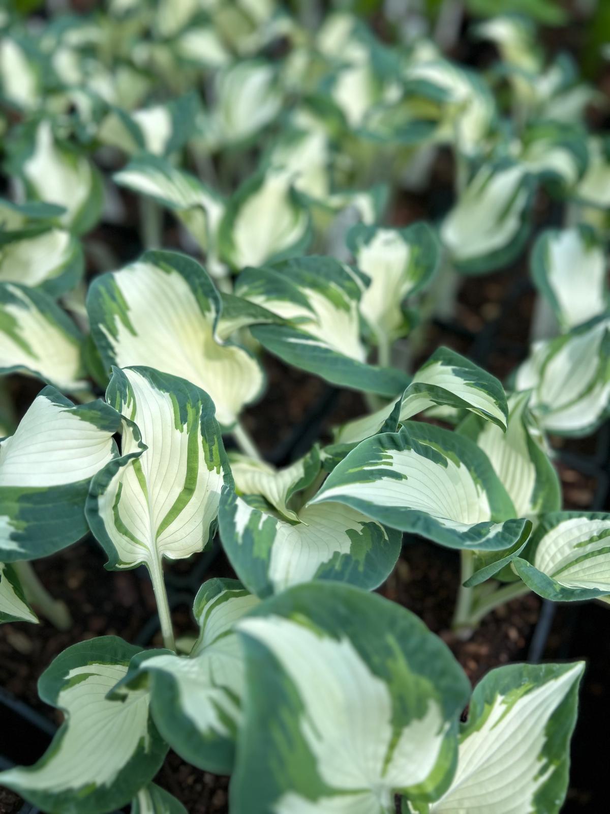 Hosta 'Hans'