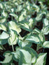 Hosta 'Hans'