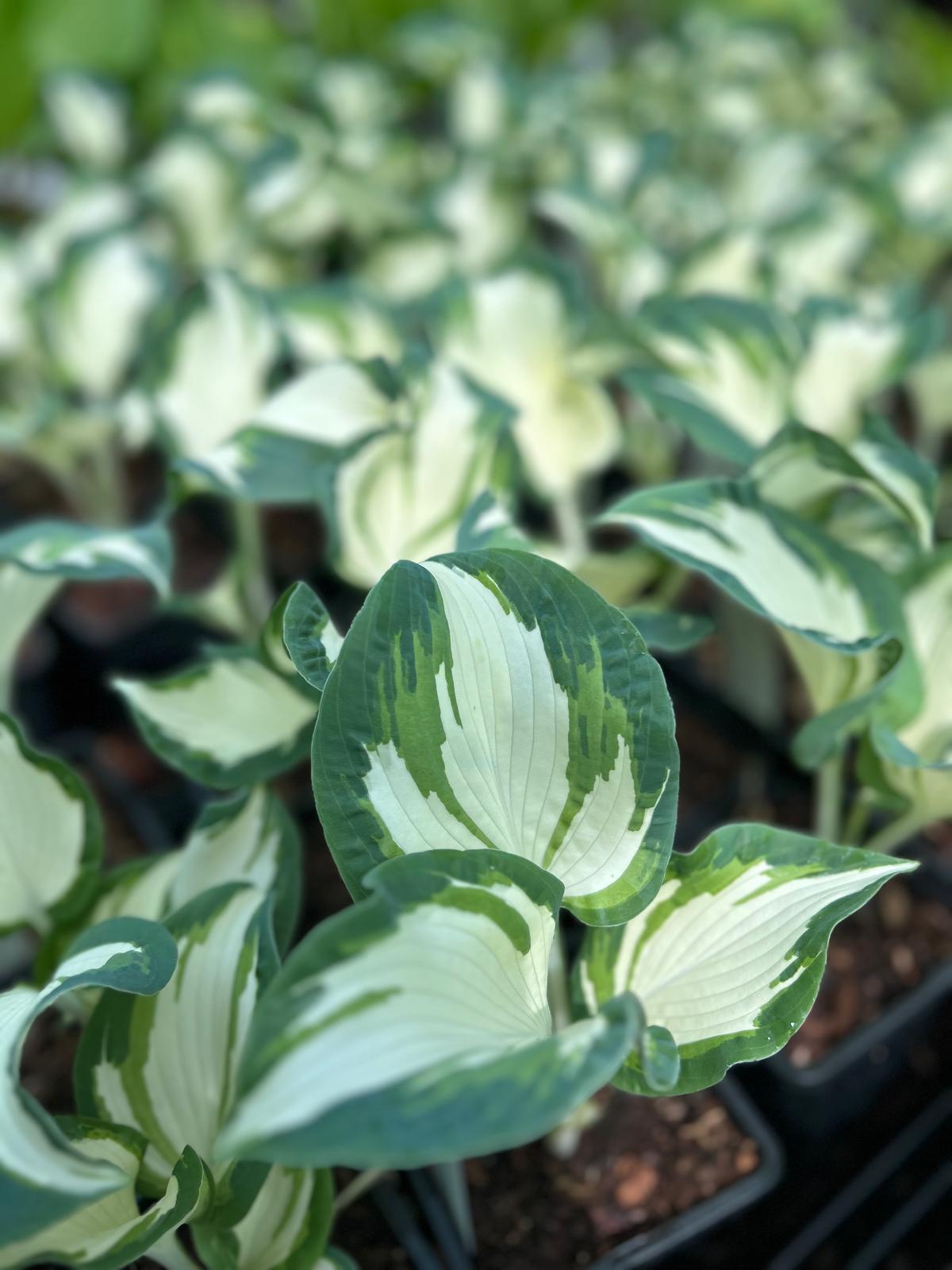 Hosta 'Hans'