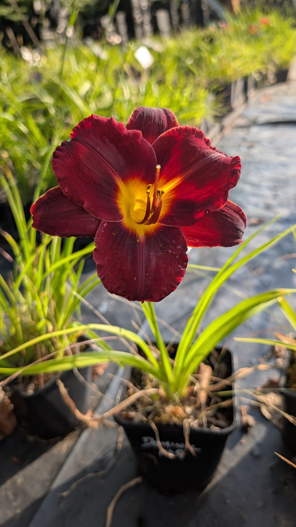 Hemerocallis 'Dominic'