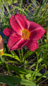Hemerocallis 'Charles Johnston'