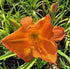 Hemerocallis 'English Toffee'