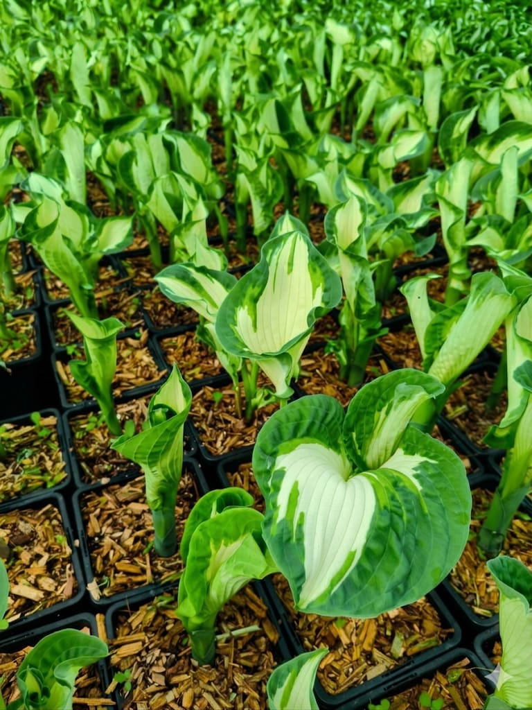 Hosta 'Golden Meadows' - Bare Root