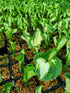 Hosta 'Golden Meadows' - Bare Root