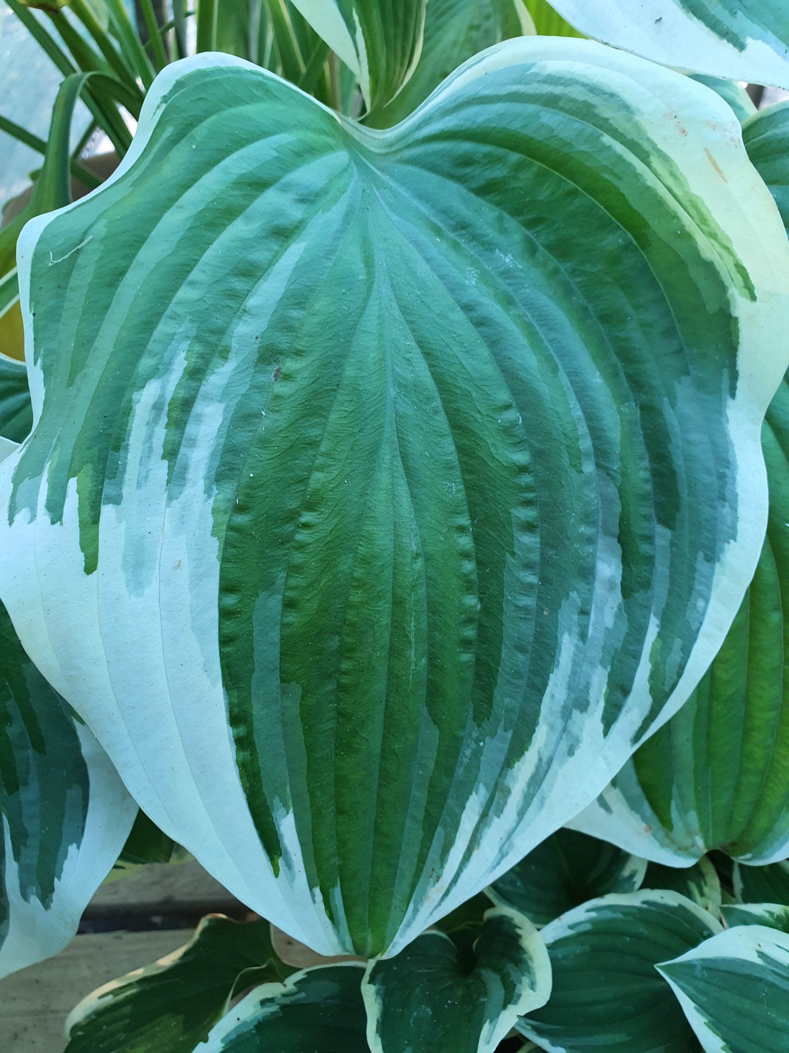 Hosta 'Mardi Gras' - New Forest Hostas & Hemerocallis