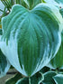 Hosta 'Mardi Gras' - New Forest Hostas & Hemerocallis