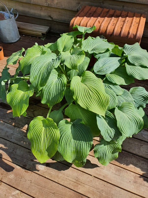 Hosta 'Bressingham Blue' - New Forest Hostas & Hemerocallis