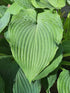 Hosta 'Bressingham Blue' - New Forest Hostas & Hemerocallis