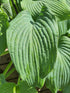 Hosta 'Bressingham Blue' - New Forest Hostas & Hemerocallis