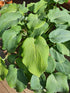 Hosta 'Bressingham Blue' - New Forest Hostas & Hemerocallis