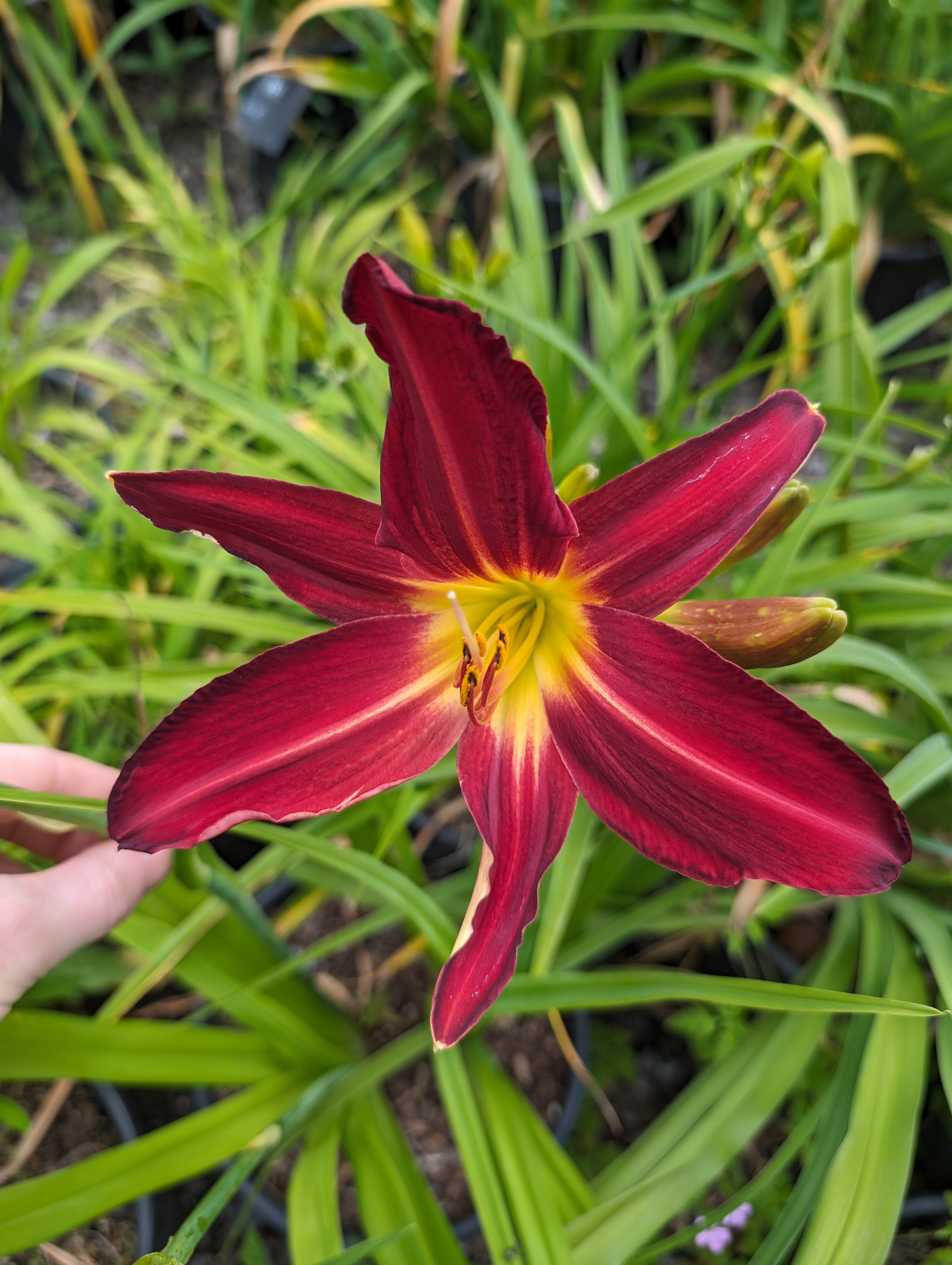 Hemerocallis 'Spiderman'