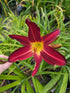 Hemerocallis 'Spiderman'