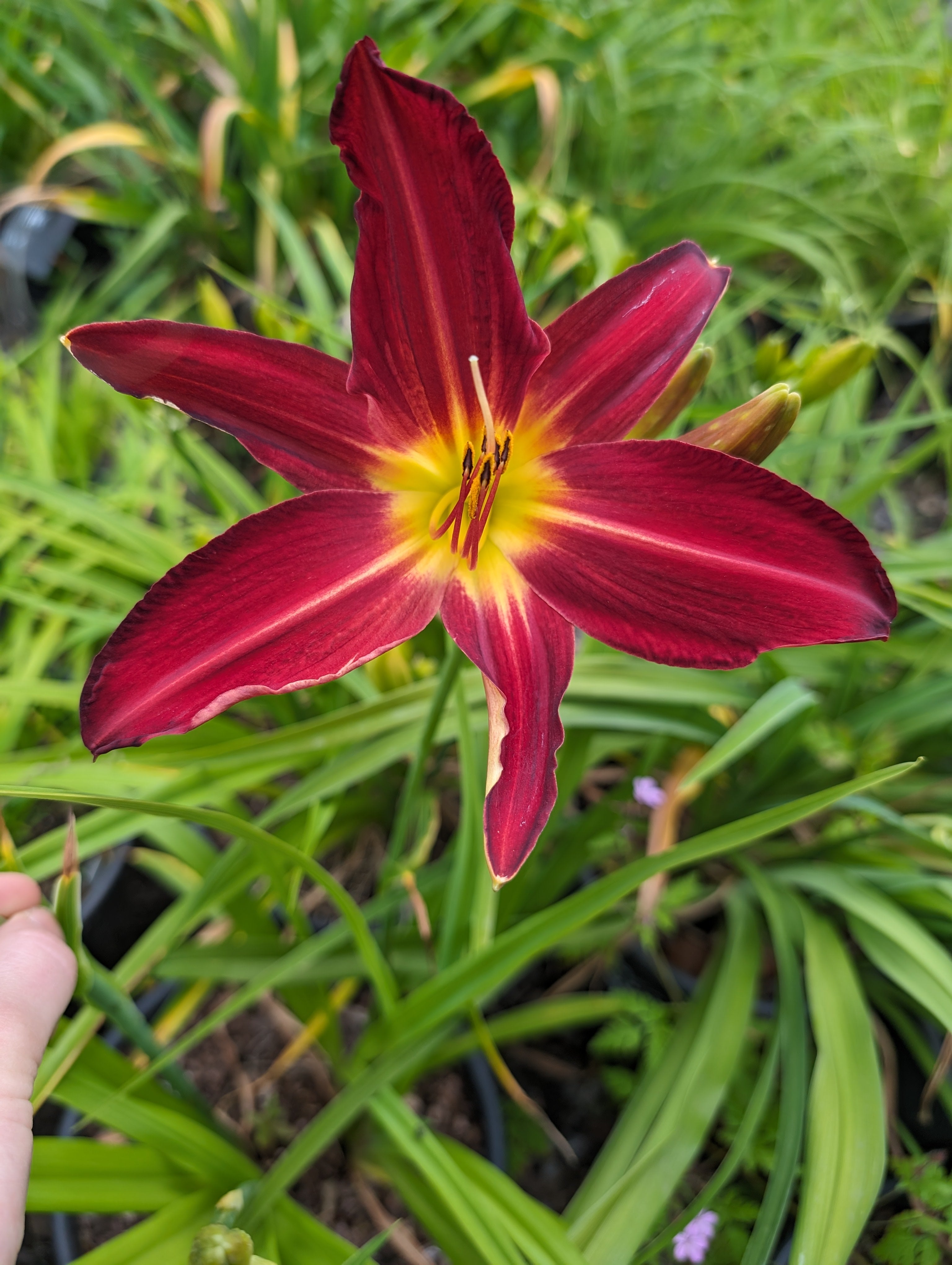 Hemerocallis 'Spiderman'