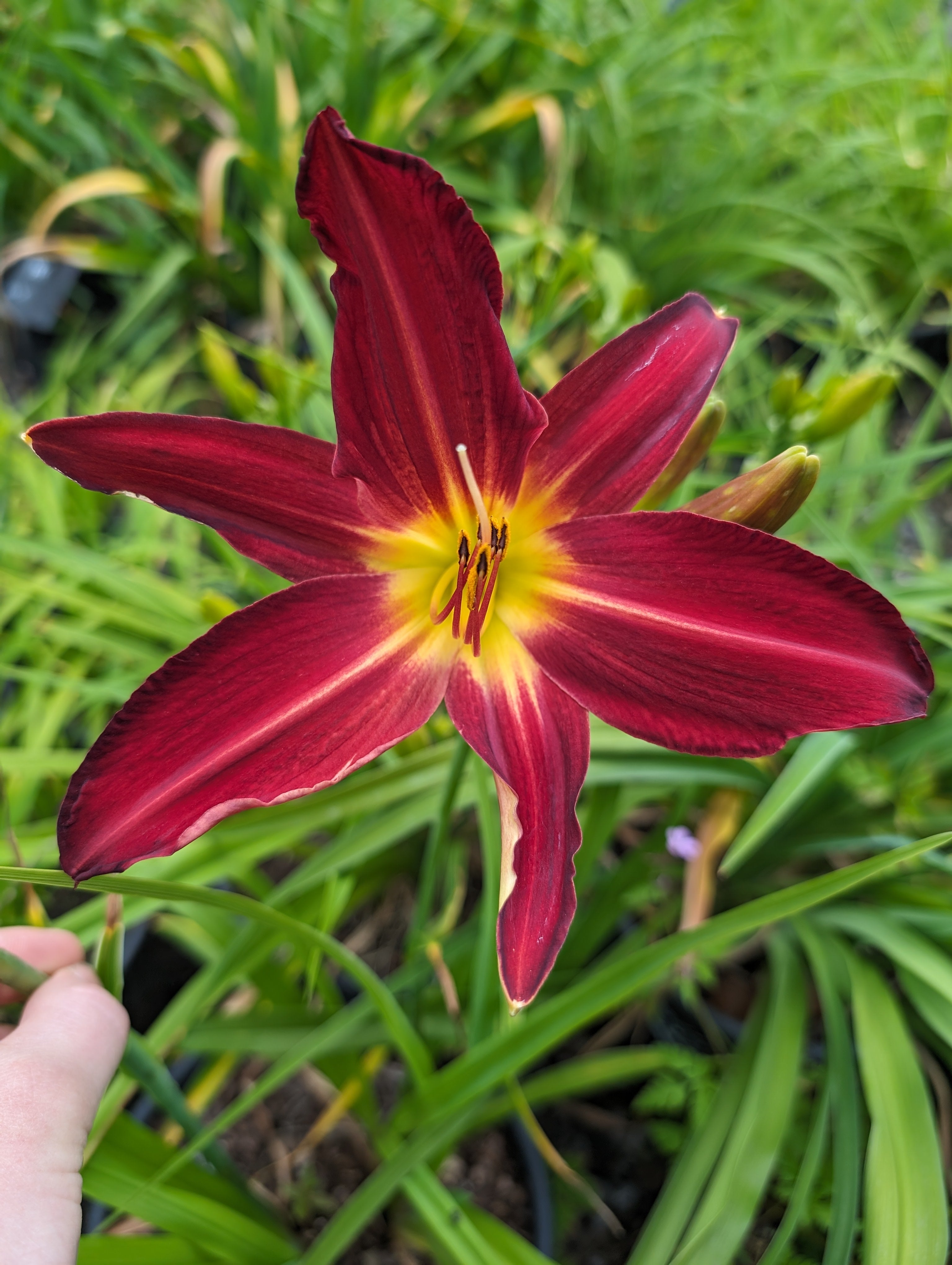 Hemerocallis 'Spiderman'