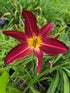 Hemerocallis 'Spiderman'