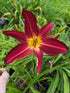 Hemerocallis 'Spiderman'