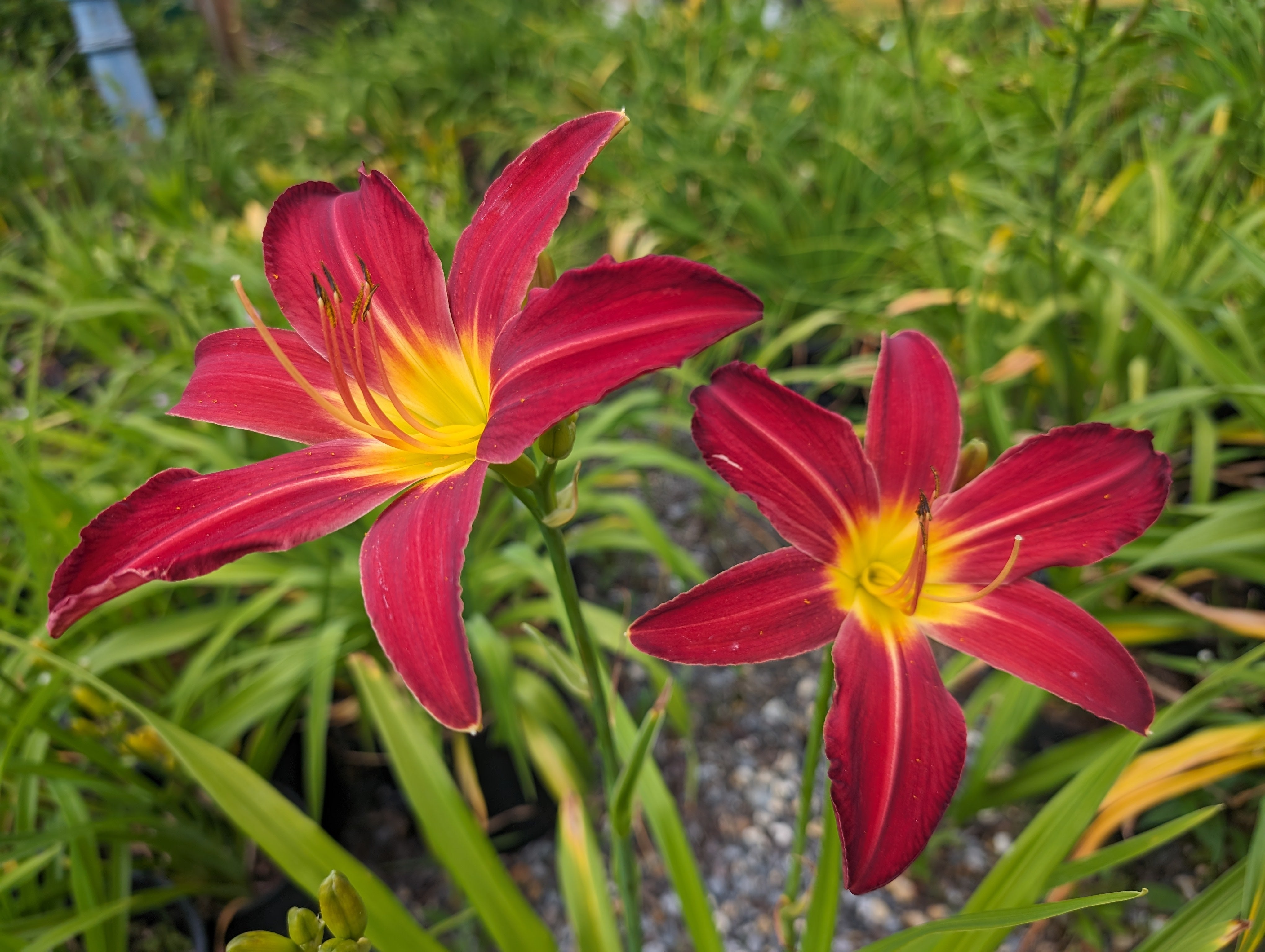 Hemerocallis 'Spiderman'