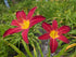 Hemerocallis 'Spiderman'