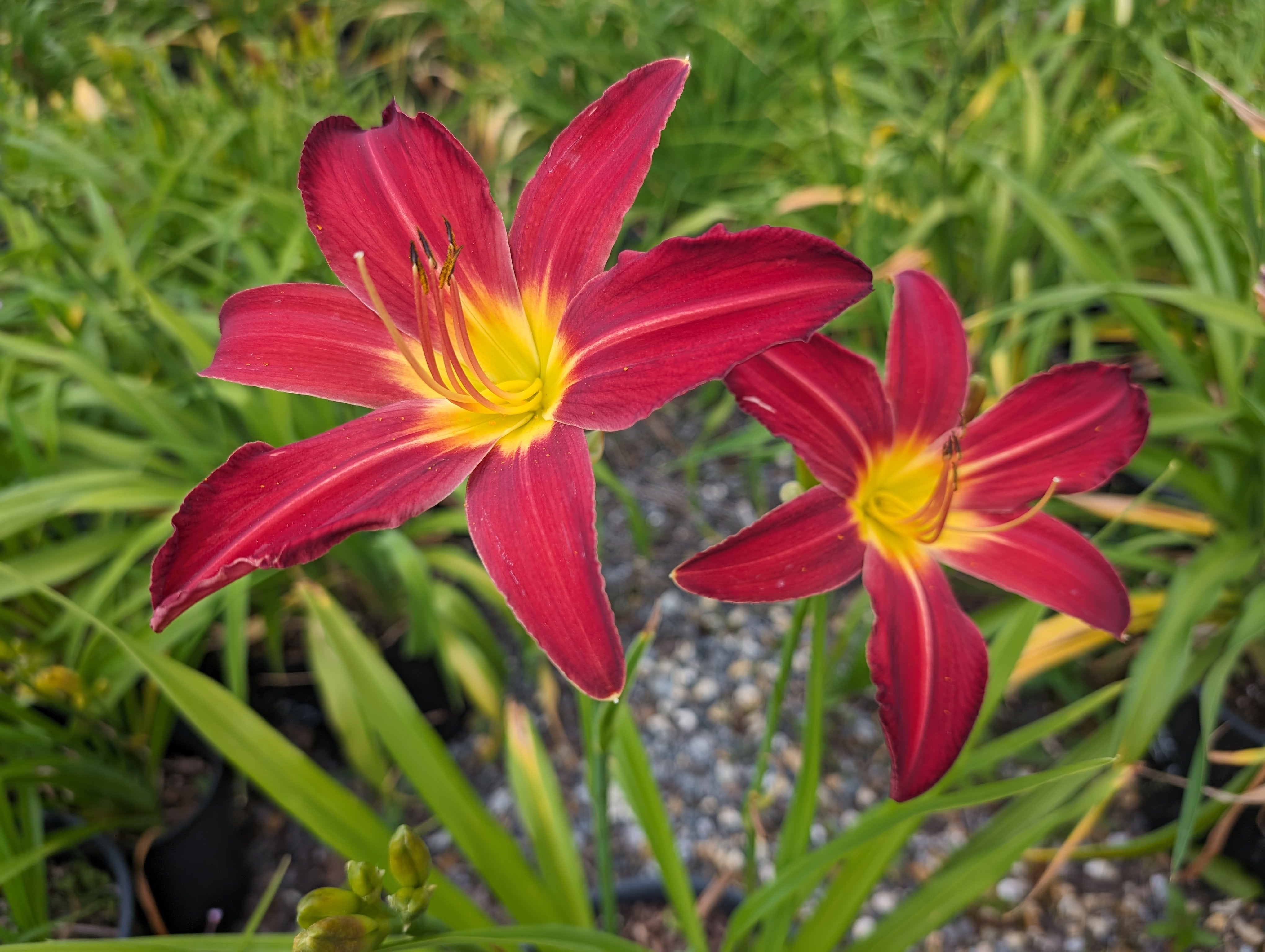 Hemerocallis 'Spiderman'