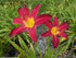Hemerocallis 'Spiderman'