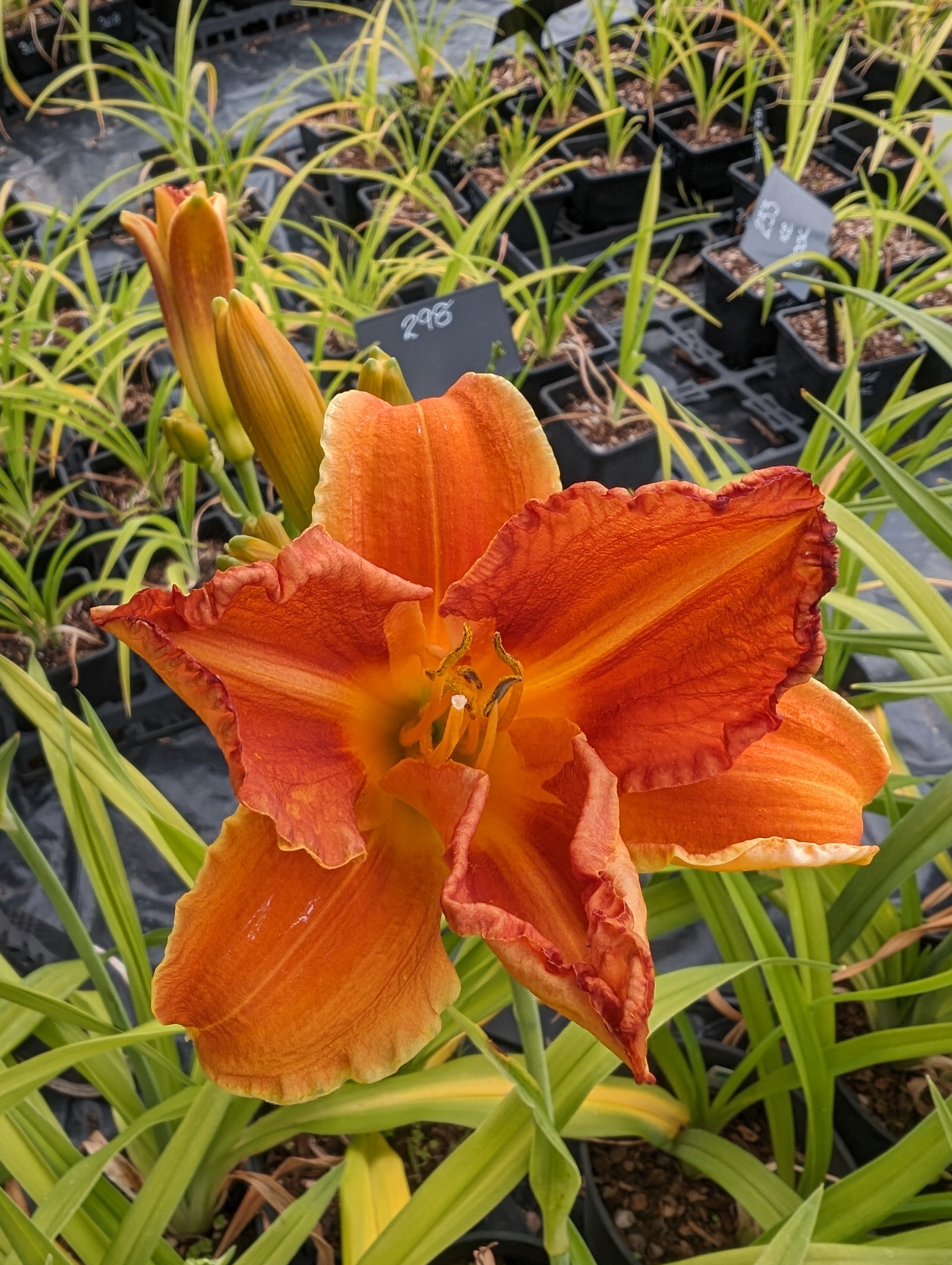 Hemerocallis 'Show Amber'