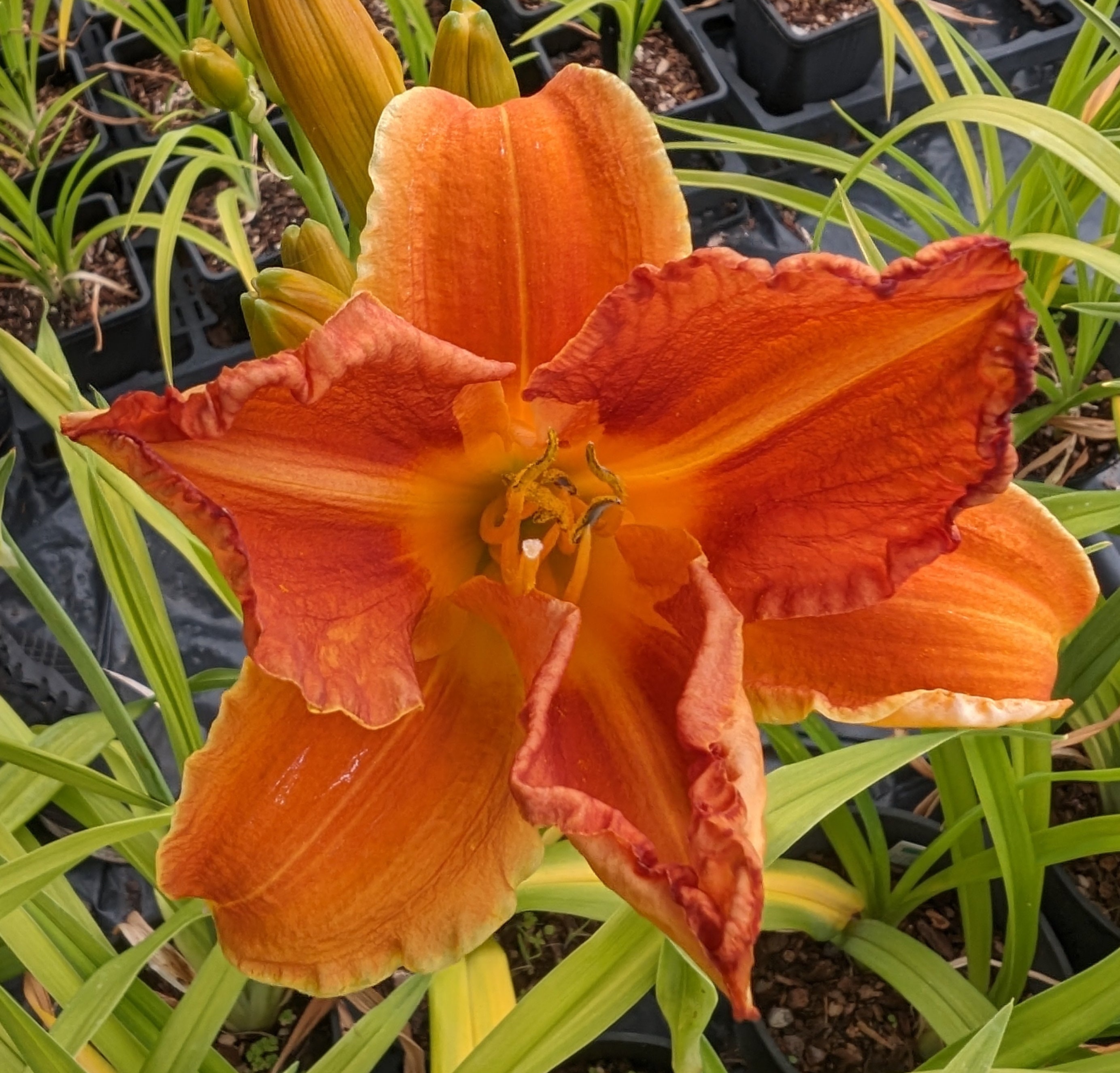 Hemerocallis 'Show Amber'