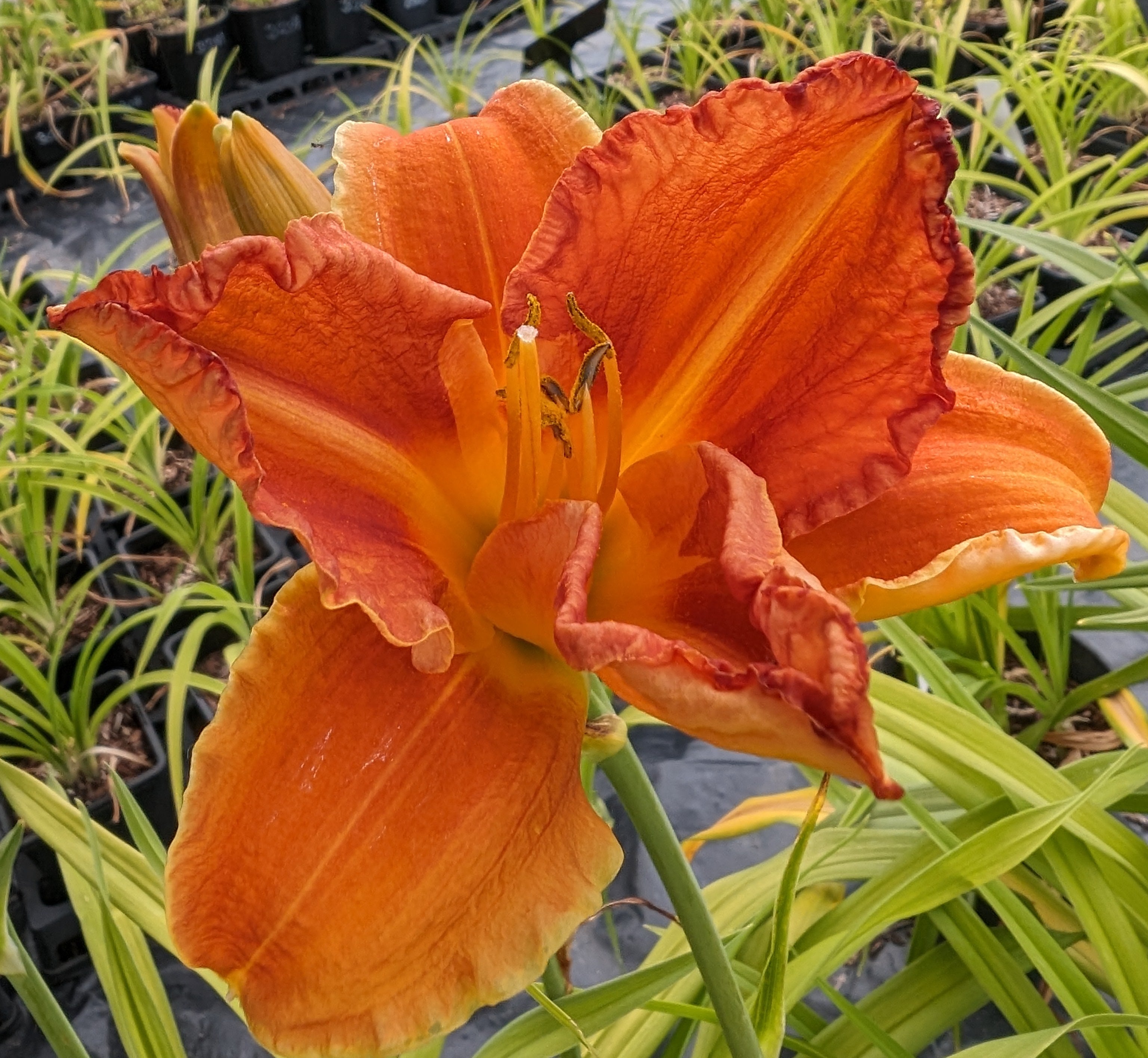 Hemerocallis 'Show Amber'