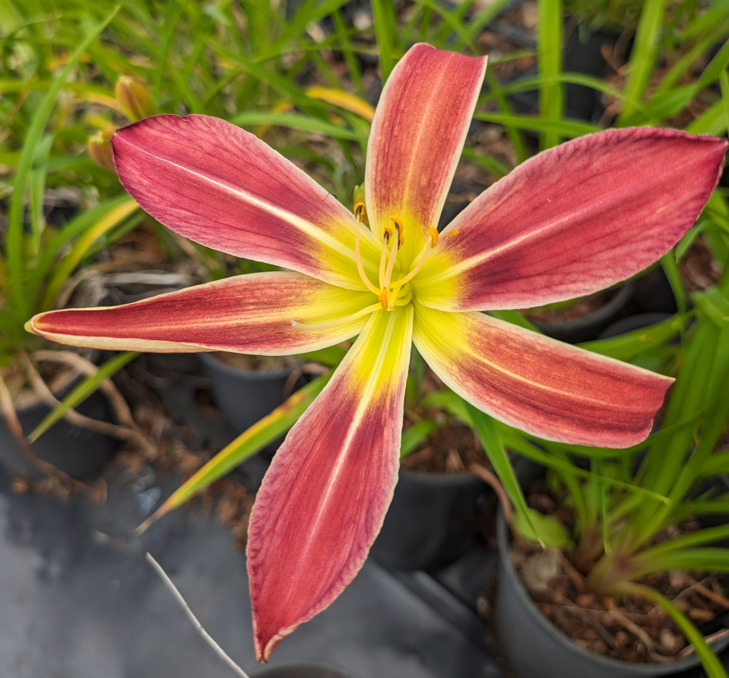 Hemerocallis 'Christmas Tidings'