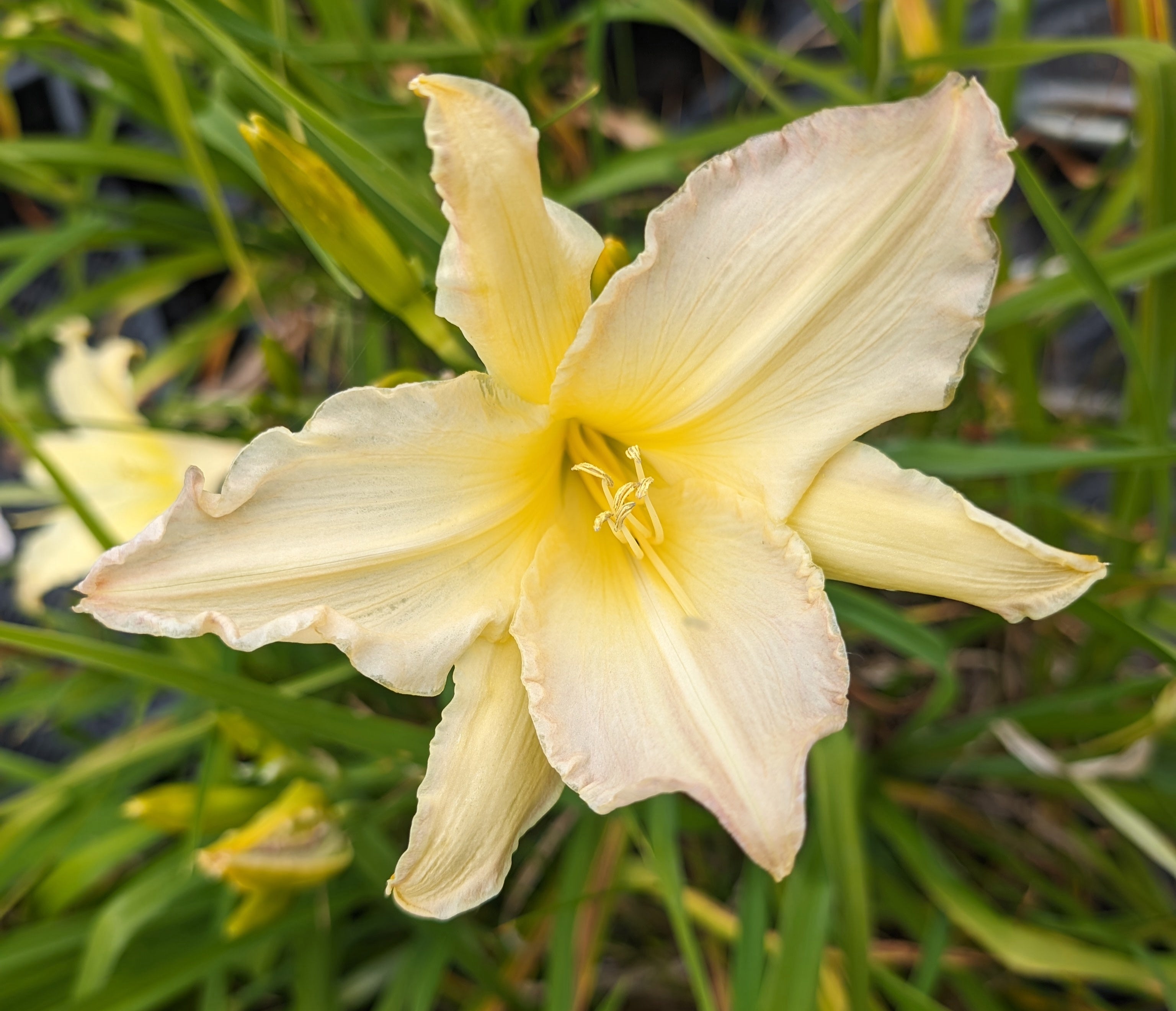 Hemerocallis 'Mormon Spider'