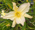Hemerocallis 'Mormon Spider'