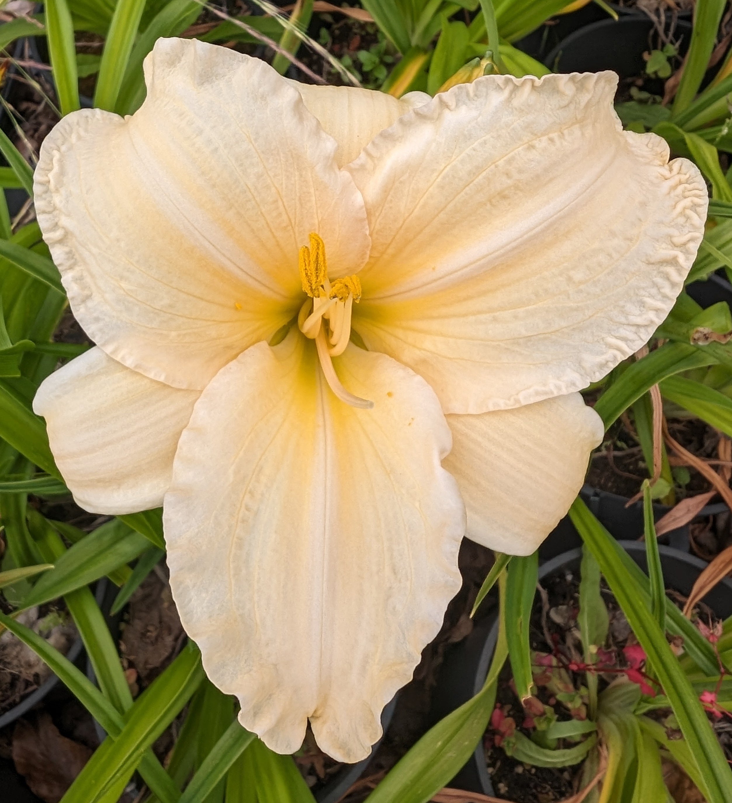 Hemerocallis 'Bunny Puff'