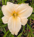 Hemerocallis 'Bunny Puff'