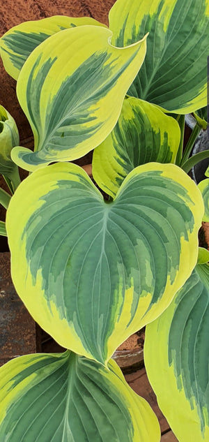 Hosta 'Liberty' - Large Specimen - New Forest Hostas & Hemerocallis