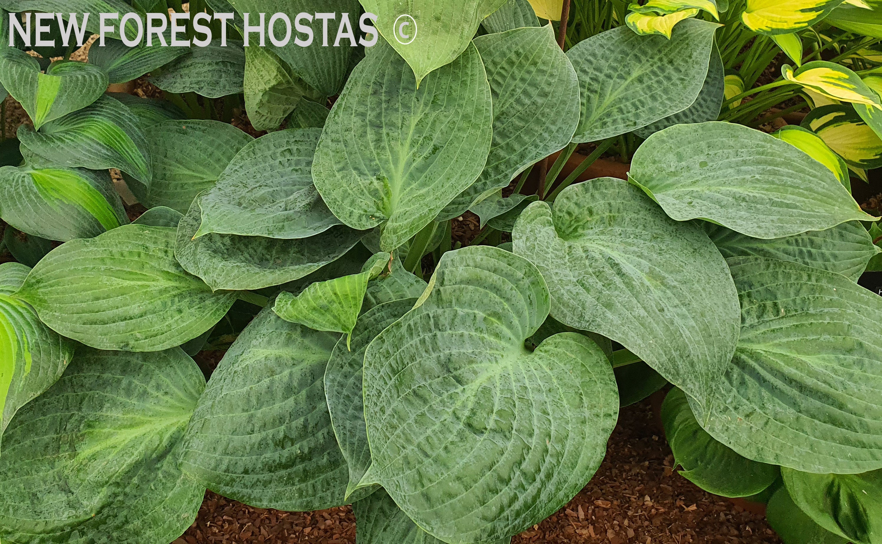 Hosta 'Dixie Cups' - New Forest Hostas & Hemerocallis