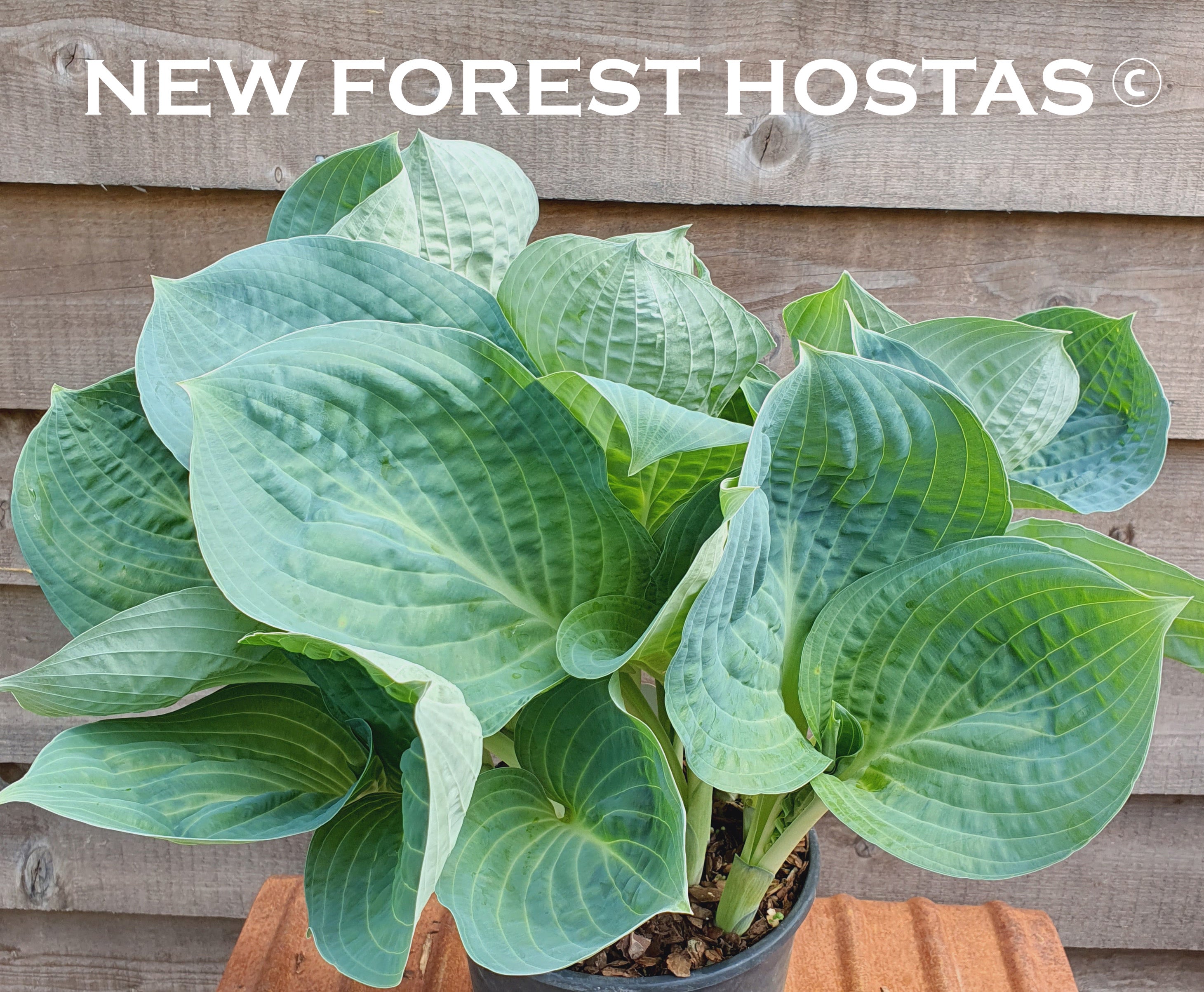 Hosta 'Dixie Cups' - New Forest Hostas & Hemerocallis