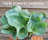 Hosta 'Dixie Cups' - New Forest Hostas & Hemerocallis