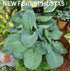 Hosta 'Dixie Cups' - New Forest Hostas & Hemerocallis