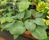 Hosta 'Dixie Cups' - New Forest Hostas & Hemerocallis