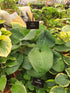 Hosta 'Dixie Cups' - New Forest Hostas & Hemerocallis