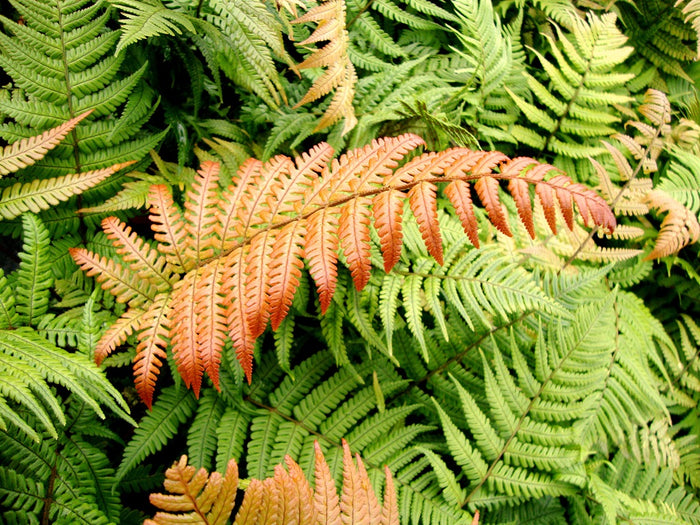 Dryopteris lepidopoda