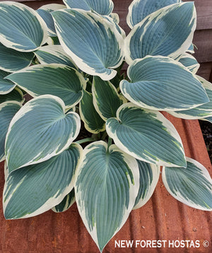 Blue and White Hosta Collection # 1